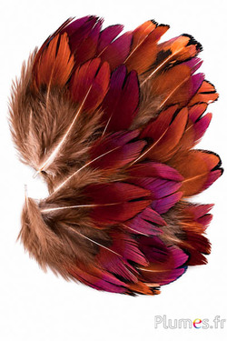 Fagiano di Colchide - 3-5 cm - naturale